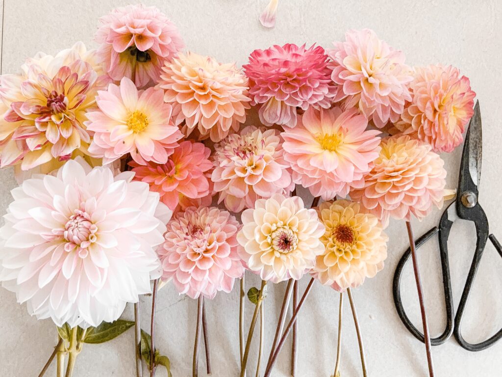 Beautiful pale pink dahlias.