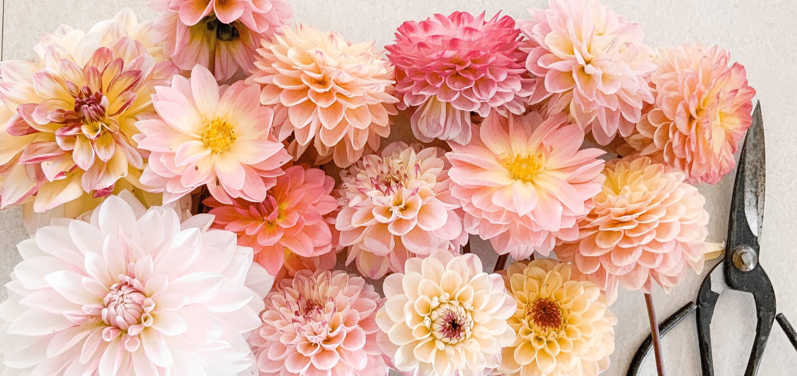Beautiful pale pink dahlias.