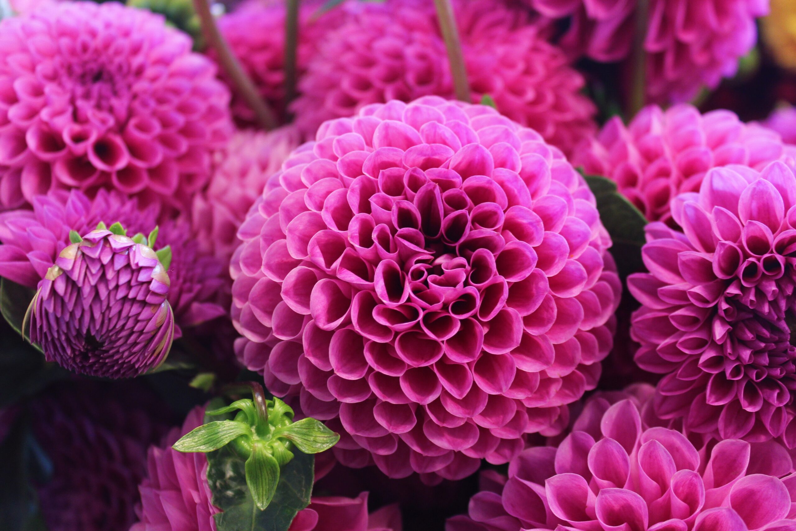 Beautiful pink dahlias.